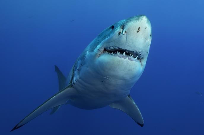 Morski pes | Na severovzhodu ZDA naj bi morski pes ubil plavalko. | Foto Getty Images