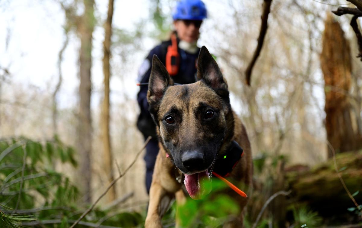 reševalni pes | Pogrešano osebo so iskali tudi s pomočjo psov.  | Foto Reuters