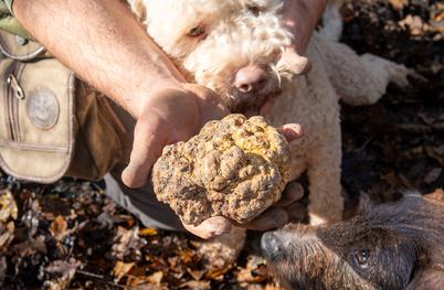 Najdragocenejši okus jeseni – beli tartuf