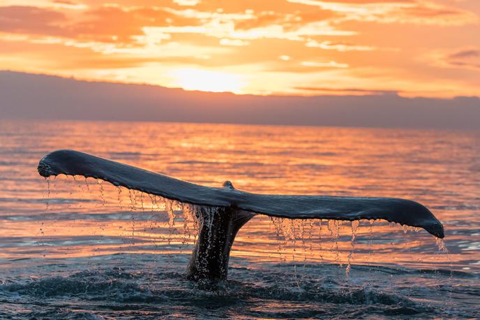 kit, žival | Fotografija kita je simbolična. | Foto Shutterstock
