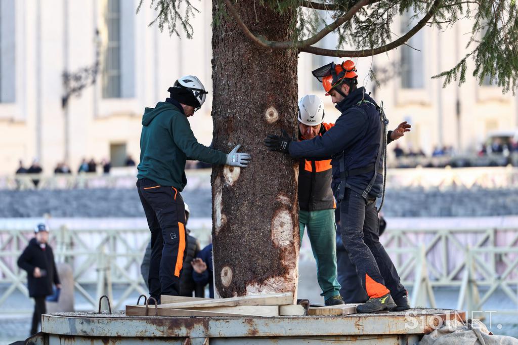 Vatikan, božično drevo