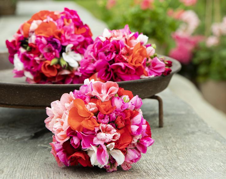 pelargonije_grayling | Foto: Pelargonium for Europe