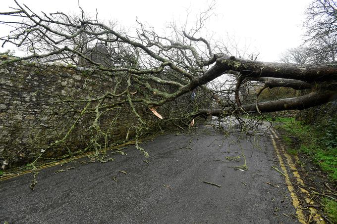 Podrto drevo je zaprlo cesto v Walesu. | Foto: Reuters