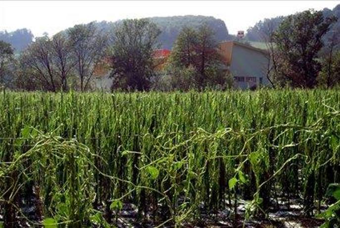 Zavarovanja pred točo pri nas še niso zelo razvita