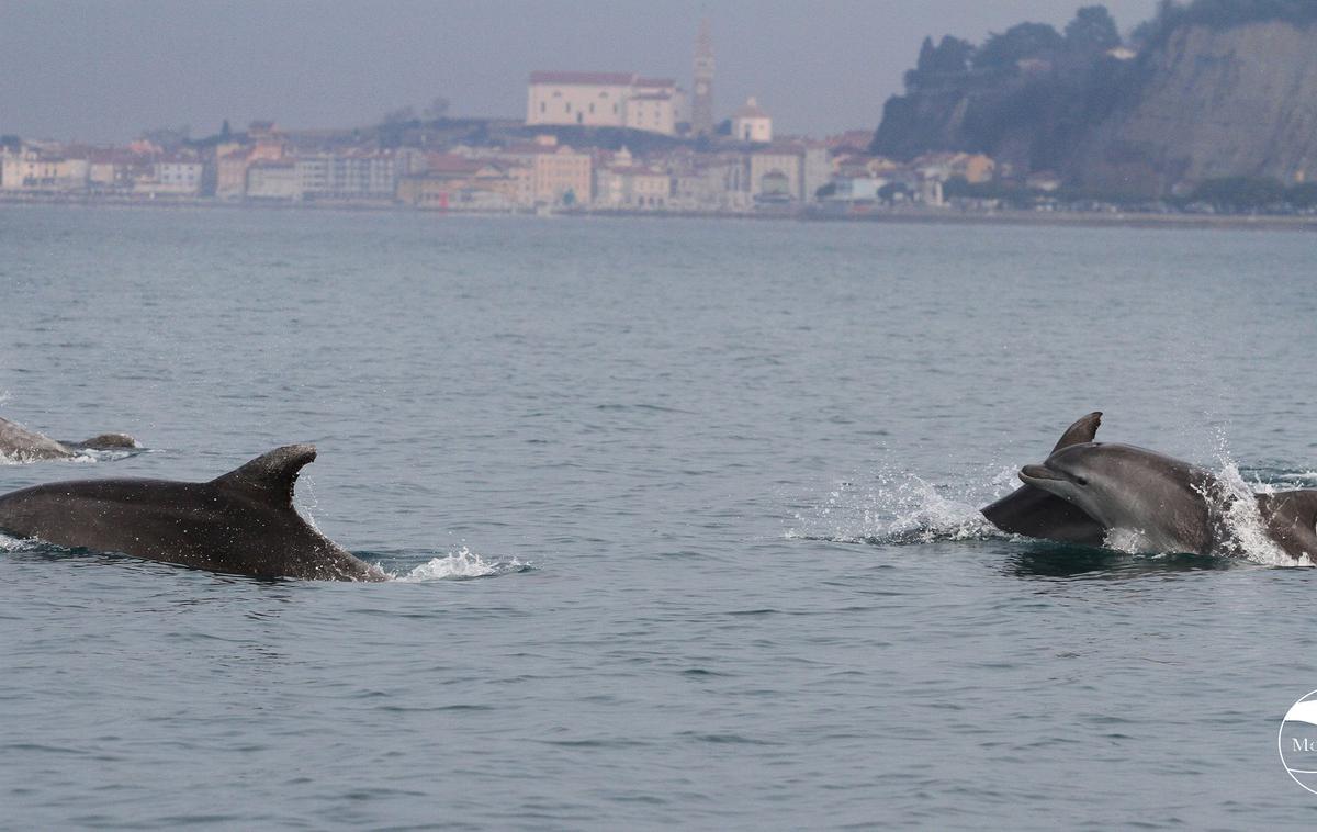 Delfini | Večino delfinov slovenske populacije videvajo že leta vsako leto zapored, kljub temu, da se redno premikajo v sosednje hrvaške in italijanske vode. Ta prostor, torej slovenski vključno z okoliškimi vodami, je njihov stalni dom. Na tem območju živijo skozi celo leto in ne delajo sezonskih selitev na drugi del Jadrana. | Foto Morigenos