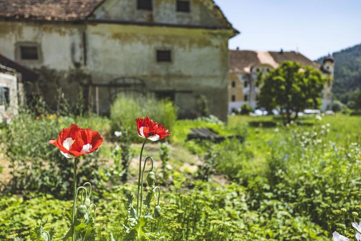  Zemljišče je veliko približno en hektar. | Foto: Ana Kovač