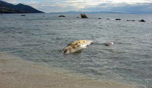 V morju na Hrvaškem našli truplo petmetrskega kita #foto #video