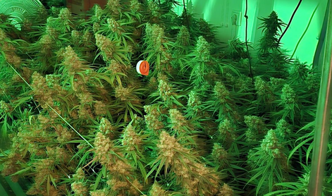 Na veliko je gojil konopljo. Na Vrhniki zasegli 300 rastlin. #foto