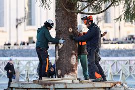 Vatikan, božično drevo
