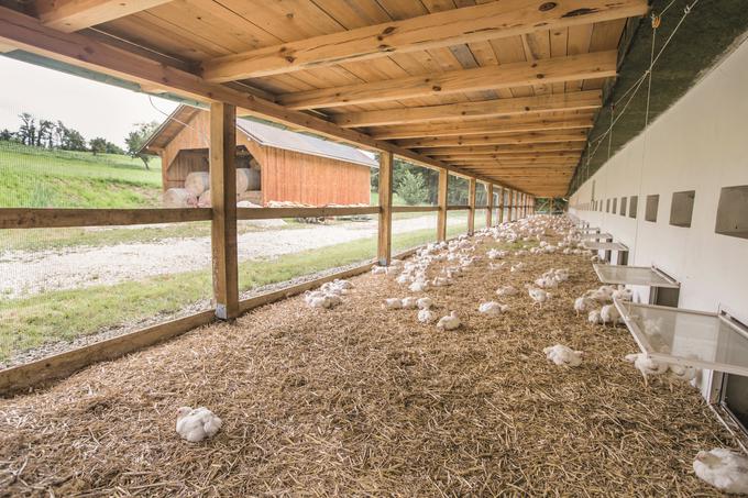 Predelani hlevi so v notranjosti opremljeni s plezali, imajo velika okna in zunanje nadstreške, ki predstavljajo več kot petino skupne rejne površine. Piščanci se tako več gibljejo na svežem zraku. | Foto: 