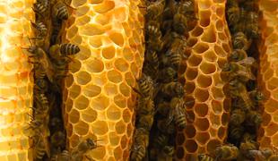 Sloveniji uspelo: 20. maj odslej svetovni dan čebel