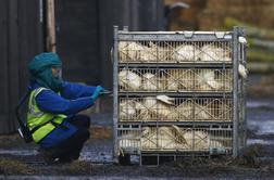 Nizozemska zabeležila še drugi primer ptičje gripe v državi