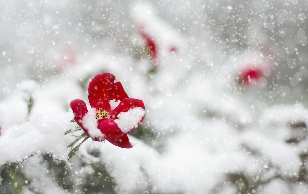 zimska roža | Foto Pixabay