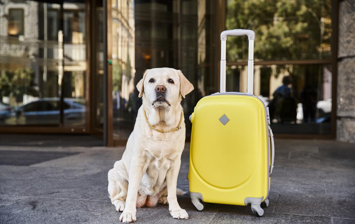 hotel za živali | Foto Shutterstock