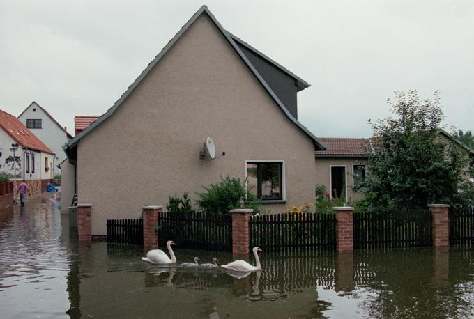 Labodja družina plava med poplavljenimi hišami v nemškem mestu Eisenhuettenstadt. | Foto: Guliverimage