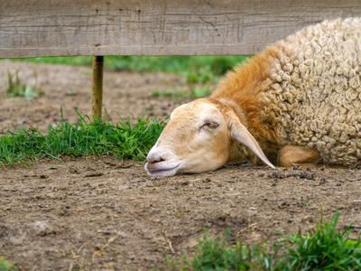 Rejcem za poginule ovce predvidoma 1,3 milijona evrov pomoči