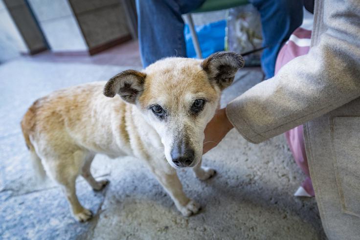 Mimoidoči Tobija radi pobožajo.  | Foto: Ana Kovač