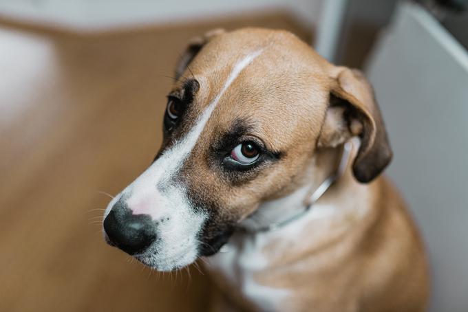 pes, žalosten | Foto: Getty Images