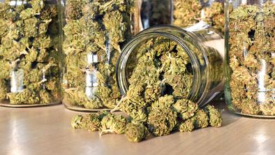 Oskarjevske darilne vrečke bodo polne izdelkov s THC in CBD