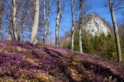 Spomladanska resa nad Celjem privablja množice #video
