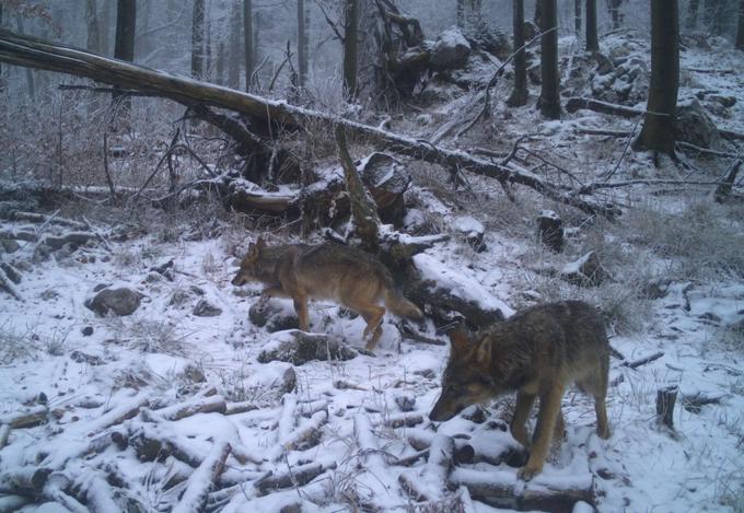 Med sprehodi skozi gozd je smiselno imeti psa vedno na povodcu, da ne pride do morebitnih neželenih srečanj med psom in volkovi. | Foto: Zavod za gozdove Slovenije