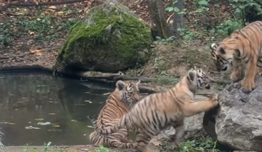 Iz ljubljanskega živalskega vrta delili nov prisrčen posnetek malih rastočih tigric #video