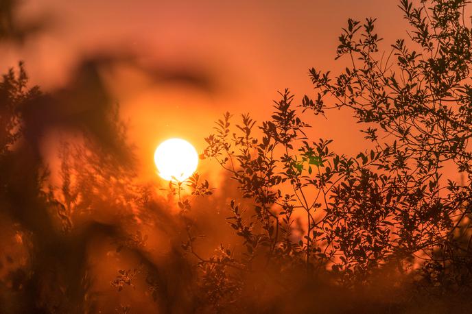 Vročina, sonce | Meteorologi napovedujejo, da bo letošnje poletje v ZDA bolj vroče kot običajno, razlog je poleg podnebnih sprememb vpliv pojava el nino. | Foto Unsplash