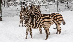 V ljubljanskem živalskem vrtu so ob mrazu poskrbeli za živali