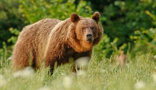 Sodišče v Italiji začasno zadržalo ukaz o odstrelu "slovenske" medvedke
