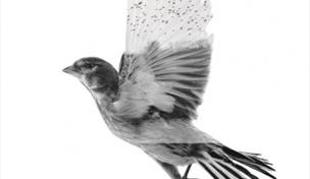 The Common Linnets