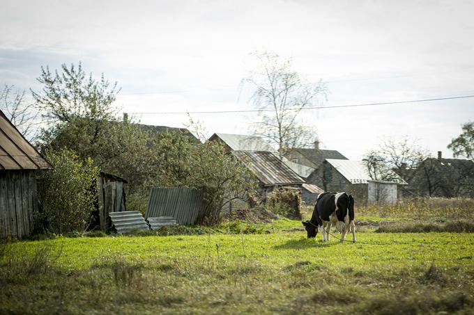 Pred hišami na podeželju imajo ljudje privezano eno kravo ali kozo. | Foto: Ana Kovač
