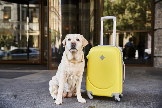 hotel za živali | Foto Shutterstock