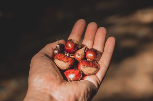 Razlika med maroni in navadnimi kostanji: kaj morate vedeti