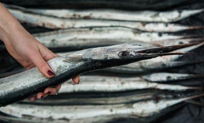 Fanta je zabodla riba iz vrst iglic. | Foto: Getty Images