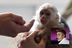 Bieberjeva opica našla dom