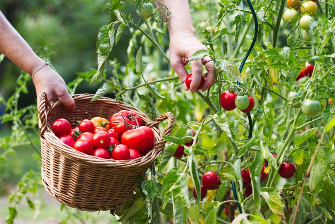 paradižnik, vrt, vrtnarjenje | Foto: Shutterstock