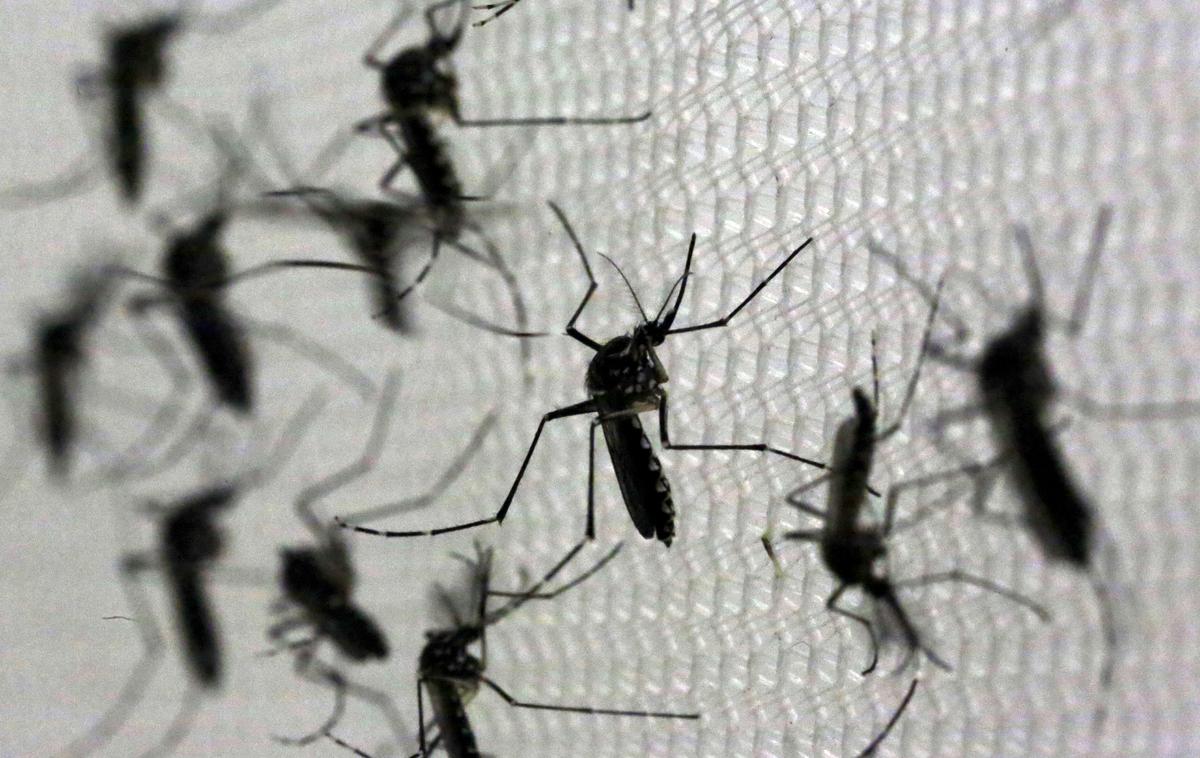 Komarji, Aedes aegypti | Ministrstvo za zdravje je prebivalce medtem pozvalo, naj okrepijo zaščito pred komarji. | Foto Reuters