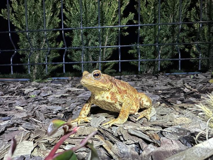 "Če lahko z eno uro večernega sprehoda rešiš sto žab, zakaj jih ne bi? V desetih dneh jih je lahko tisoč. In poleg pomoči naravi človek dobi še nekaj: gibanje, svež zrak in občutek, da je naredil nekaj koristnega," je opozorila Zala Mehle. | Foto: pomagajamo-zabicam.si