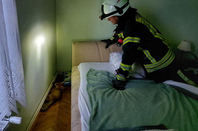 Lisica Hrvaška | Ob prihodu na kraj intervencije so gasilci v spalnici našli lisico, jo ujeli in izpustili nazaj v naravo. | Foto Facebook/Javna vatrogasna postrojba Grada Petrinje