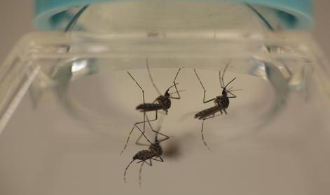 Virus zika bi lahko bil tudi za možganskimi infekcijami pri starejših