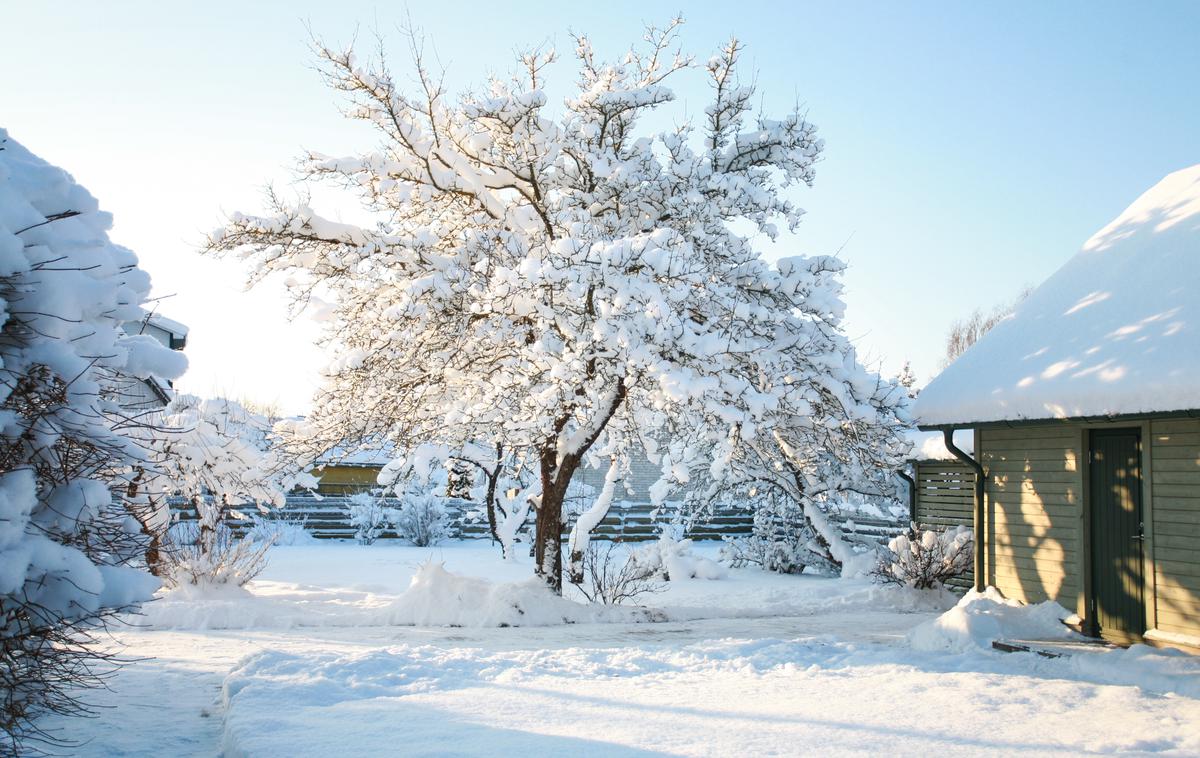 vrt, zima, sneg | V soboto popoldne se bo naglo hladilo. | Foto Shutterstock