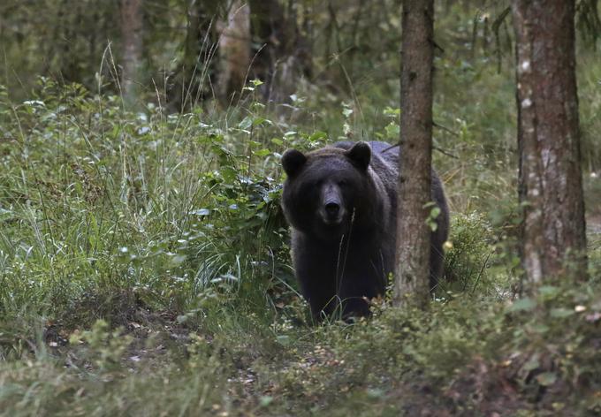 Tako medved kot volk sta v ugodnem stanju, trend rasti populacije pa je bil v zadnjih letih izrazit, je sporočila vlada. | Foto: Reuters