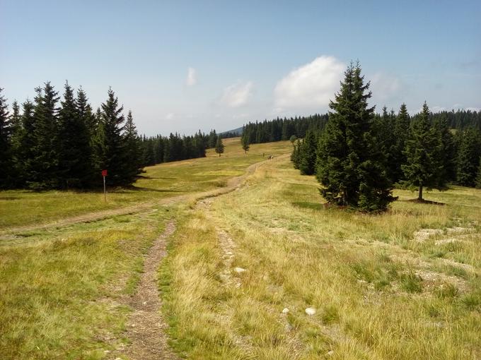 Slovensko planinsko pot je 8. avgusta letos začel na Pohorju.  | Foto: Arhiv Gašperja Tomšiča