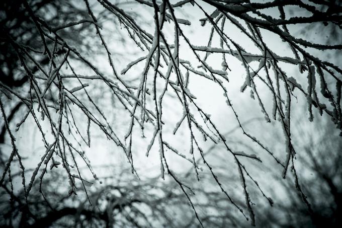 Meja sneženja se bo v sredo spustila na okoli 800 metrov nadmorske višine. | Foto: Ana Kovač