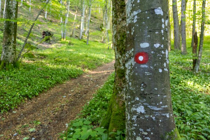Pod na Kremparsko sedlo je markirana in speljana po širši vlaki. Vzpon vzame dobre pol ure. | Foto: Matej Podgoršek