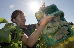 Vremenska loterija v vinogradih