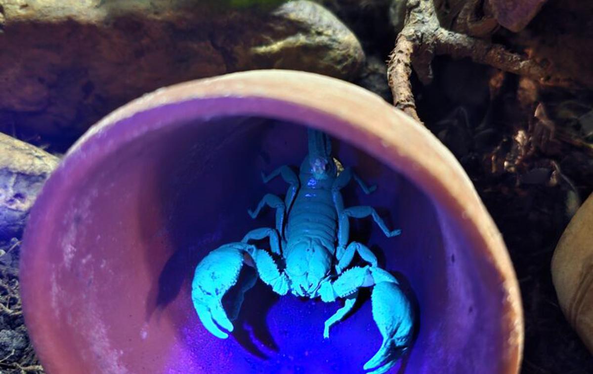 Orjaski-azijski-gozdni-skorpijon | Orjaški azijski gozdni škorpijon je ena največjih vrst škorpijonov na svetu, saj odrasli dosežejo dolžino do 15 centimetrov. | Foto Tropska hiša