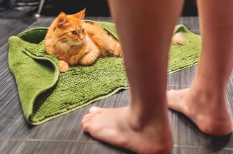 Zakaj nam mačke vedno sledijo v kopalnico?