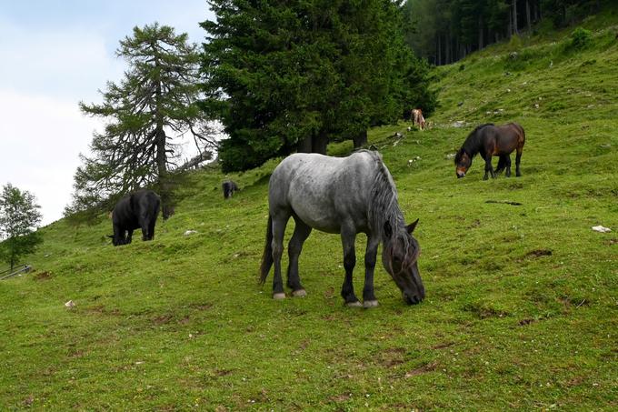 Na planini Dolinca (na avstrijski strani) | Foto: Matej Podgoršek