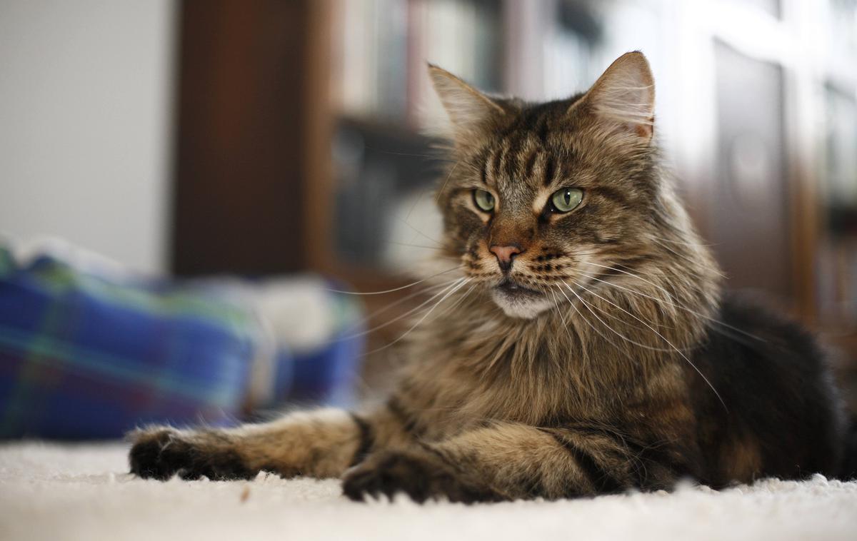 hišni ljubljenčki mačka Main coon | Poleg privlačne zunanje podobe se mačke pasme Maine Coon ponašajo s svojim značajem.  | Foto Guliverimage